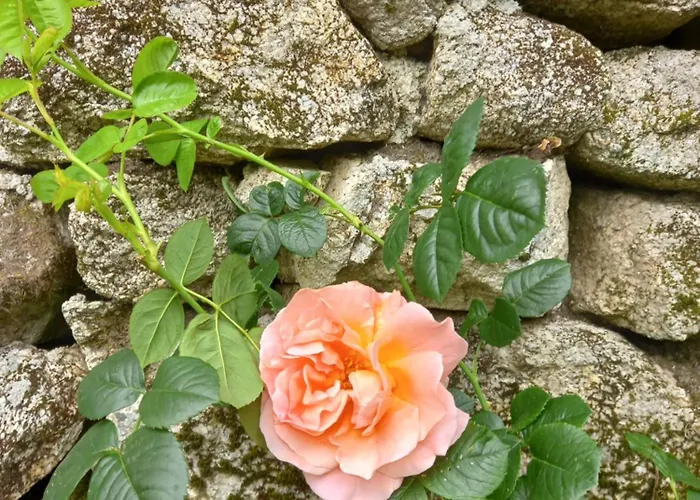 Horizontes Serranos * Tondela