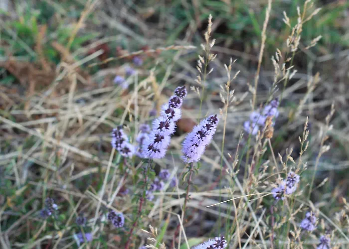 Hébergement de vacances Horizontes Serranos